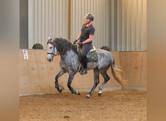 PRE Mix, Klacz, 6 lat, 160 cm, Stalowosiwy