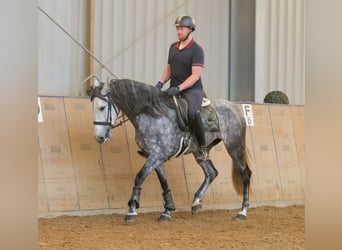 PRE Mix, Klacz, 6 lat, 160 cm, Stalowosiwy