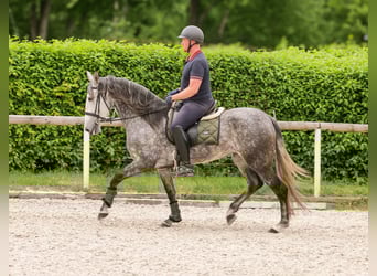 PRE Mix, Klacz, 6 lat, 160 cm, Stalowosiwy