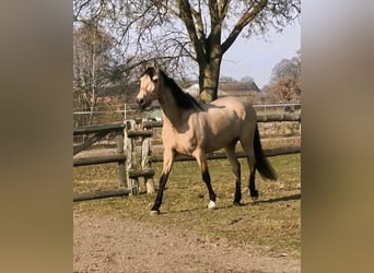 PRE, Klacz, 6 lat, 161 cm, Bułana