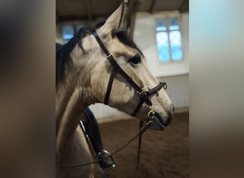 PRE, Klacz, 6 lat, 161 cm, Bułana