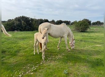 PRE Mix, Klacz, 6 lat, 162 cm, Perlino