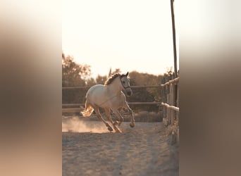 PRE Mix, Klacz, 6 lat, 162 cm, Siwa