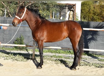 PRE, Klacz, 6 lat, 163 cm, Gniada