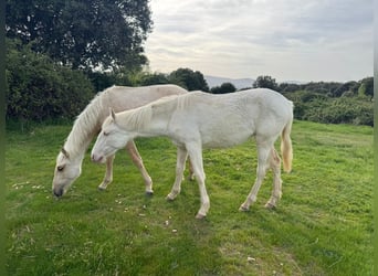 PRE Mix, Klacz, 6 lat, 163 cm, Perlino