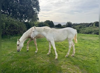 PRE Mix, Klacz, 6 lat, 163 cm, Perlino