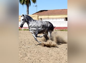 PRE Mix, Klacz, 6 lat, 168 cm, Siwa
