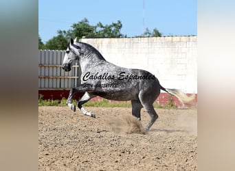 PRE Mix, Klacz, 6 lat, 168 cm, Siwa