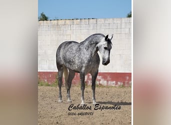 PRE Mix, Klacz, 6 lat, 168 cm, Siwa