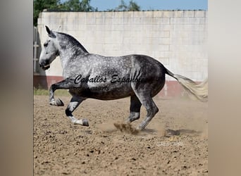 PRE Mix, Klacz, 6 lat, 168 cm, Siwa
