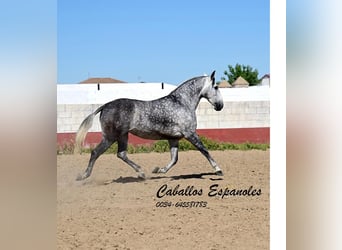 PRE Mix, Klacz, 6 lat, 168 cm, Siwa