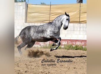 PRE Mix, Klacz, 6 lat, 168 cm, Siwa