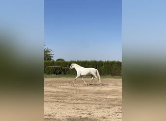 PRE Mix, Klacz, 6 lat, 170 cm, Siwa