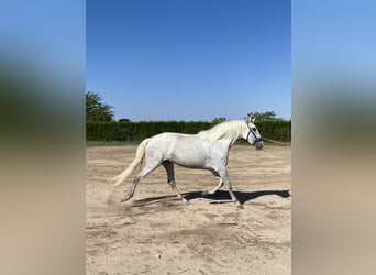 PRE Mix, Klacz, 6 lat, 170 cm, Siwa