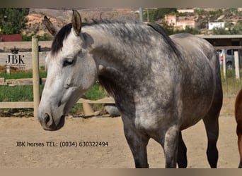 PRE Mix, Klacz, 6 lat, Siwa