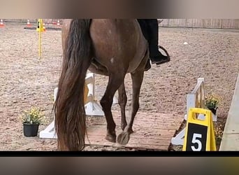PRE Mix, Klacz, 7 lat, 151 cm, Siwa