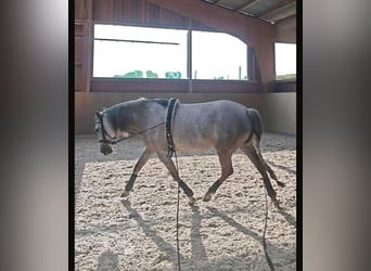 PRE Mix, Klacz, 7 lat, 151 cm, Siwa