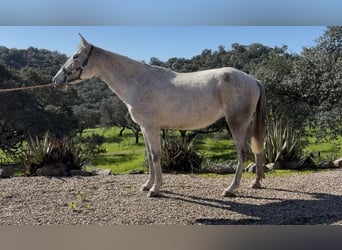 PRE, Klacz, 7 lat, 154 cm, Siwa