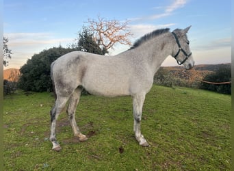 PRE Mix, Klacz, 7 lat, 154 cm, Siwa