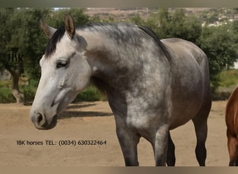 PRE Mix, Klacz, 7 lat, 160 cm, Siwa