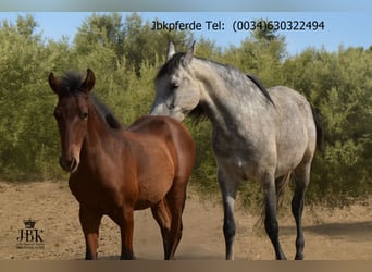 PRE Mix, Klacz, 7 lat, 160 cm, Siwa