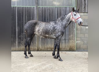 PRE Mix, Klacz, 7 lat, 160 cm, Siwa