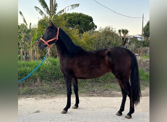 PRE Mix, Klacz, 7 lat, 161 cm, Kara