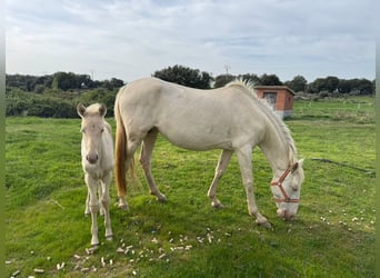 PRE Mix, Klacz, 7 lat, 163 cm, Perlino