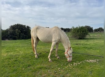 PRE Mix, Klacz, 7 lat, 163 cm, Perlino