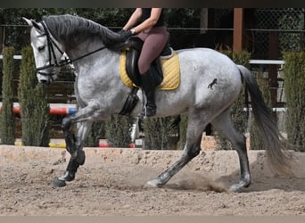 PRE Mix, Klacz, 7 lat, 165 cm, Siwa