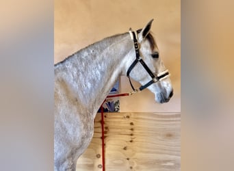 PRE, Klacz, 7 lat, 166 cm, Siwa