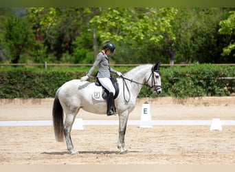 PRE, Klacz, 7 lat, 166 cm, Siwa