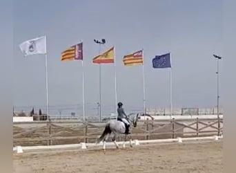 PRE, Klacz, 7 lat, 166 cm, Siwa