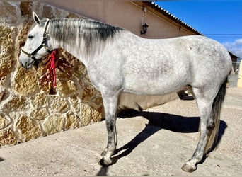 PRE, Klacz, 7 lat, 166 cm, Siwa