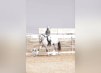 PRE, Klacz, 7 lat, 166 cm, Siwa