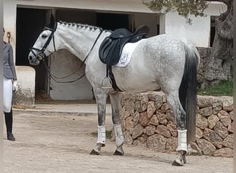 PRE, Klacz, 7 lat, 166 cm, Siwa