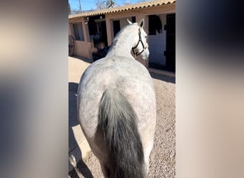 PRE, Klacz, 7 lat, 166 cm, Siwa