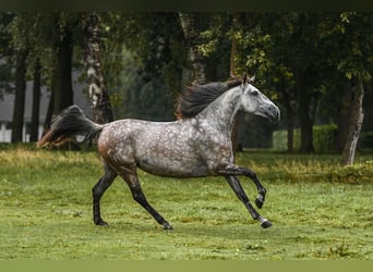 PRE, Klacz, 7 lat, 167 cm, Siwa jabłkowita