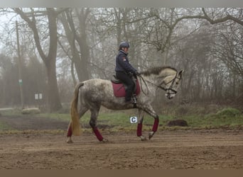 PRE Mix, Klacz, 7 lat, 170 cm, Siwa