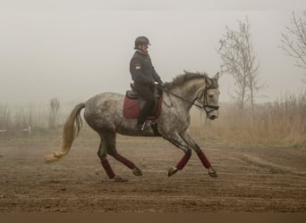 PRE Mix, Klacz, 7 lat, 170 cm, Siwa