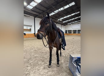 PRE, Klacz, 8 lat, 152 cm, Gniada