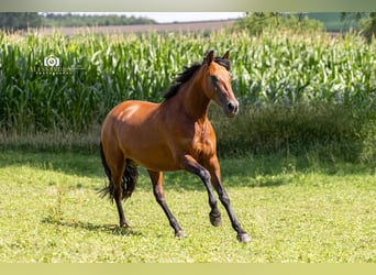 PRE Mix, Klacz, 8 lat, 157 cm, Gniada