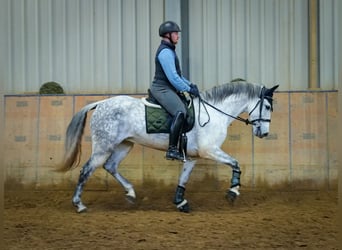 PRE Mix, Klacz, 8 lat, 160 cm, Siwa