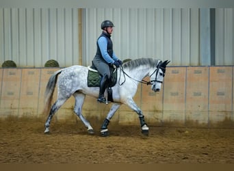 PRE Mix, Klacz, 8 lat, 160 cm, Siwa