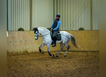 PRE Mix, Klacz, 8 lat, 160 cm, Siwa