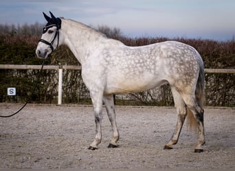 PRE Mix, Klacz, 8 lat, 160 cm, Siwa