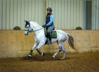 PRE Mix, Klacz, 8 lat, 160 cm, Siwa