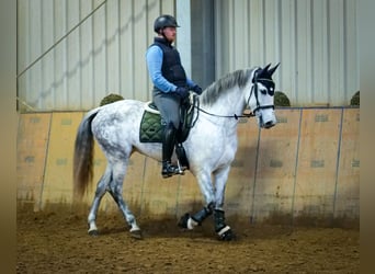 PRE Mix, Klacz, 8 lat, 160 cm, Siwa