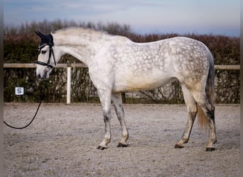 PRE Mix, Klacz, 8 lat, 160 cm, Siwa