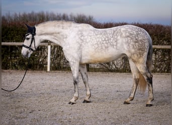 PRE Mix, Klacz, 8 lat, 160 cm, Siwa